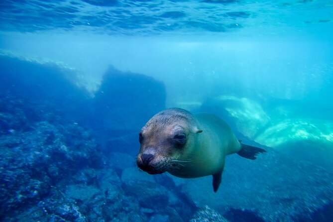 The only Natural Space Dolphin Encounter in Cabo Optional Pickup! - Hotel pickup from Cabo San Lucas and San José del Cabo