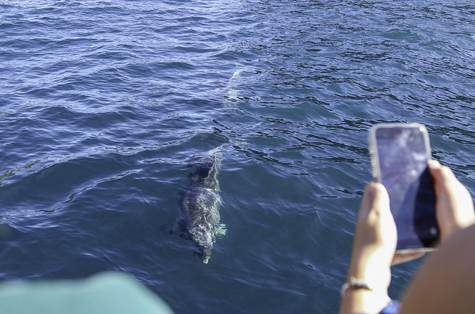 The Original Full day Bay of Islands Cruise with Dolphins - Motukōkako and the Hole in the Rock