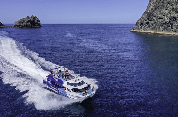 The Original Full day Bay of Islands Cruise with Dolphins - Dolphins, whales, and realistic wildlife expectations