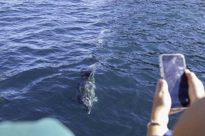 The Original Full day Bay of Islands Cruise with Dolphins - Boom-netting and the sea conditions