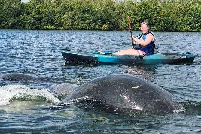 Thousand Island Mangrove Tunnel, Manatee & Dolphin Kayak Tour w/Cocoa Kayaking - The wildlife you might see along the way