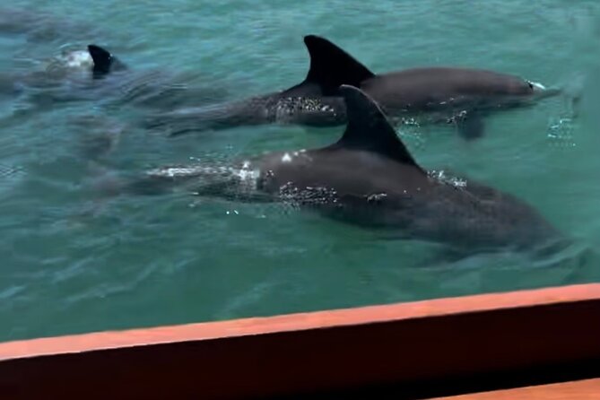 Tiki Time! A Public Cruise to Sandbars, See Dolphins or Sunset. - A Short Cruise With Three Different Moods
