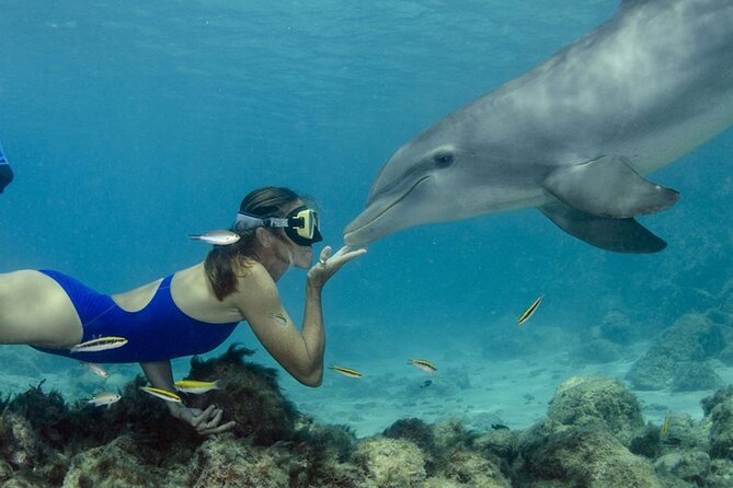 Tour and Swimming at the Dolphin House in Hurghada - Key points to know before you book