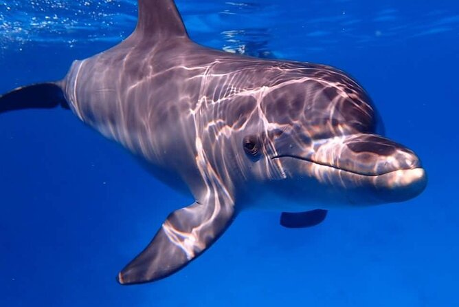 Tour and Swimming at the Dolphin House in Hurghada - Is $29.04 good value?