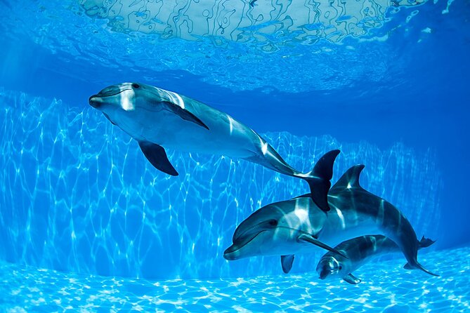 Tour and Swimming at the Dolphin House in Hurghada - The 8:00 am pickup from Hurghada