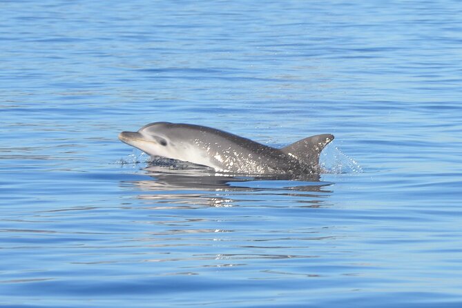 Tour to Figarolo Island with the possibility to observe dolphins - From Olbia harbor to the mussel farms