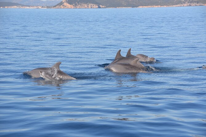 Tour to Figarolo Island with the possibility to observe dolphins - Figarolo Island brings the first swim
