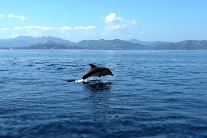Tour to Figarolo Island with the possibility to observe dolphins - Snacks, drinks, and the small-boat atmosphere