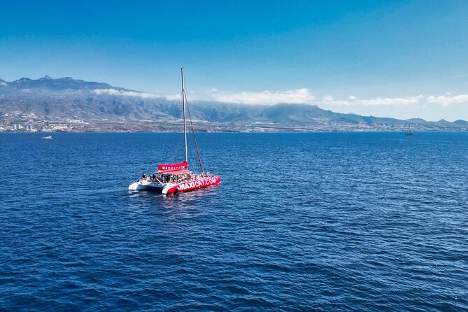 Tour with Whale and Dolphin Watching plus food included - Searching for dolphins, pilot whales, and seabirds
