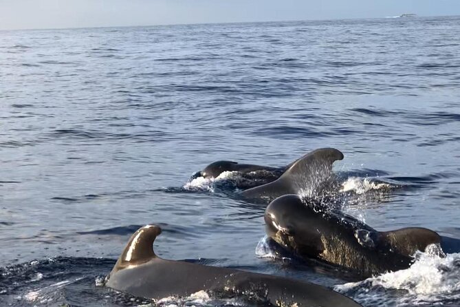 Tour with Whale and Dolphin Watching plus food included - The 30-minute stop at Diego Hernández Bay