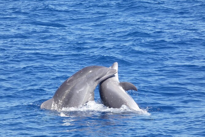 Tour with Whale and Dolphin Watching plus food included - Group size, mood, and comfort on board