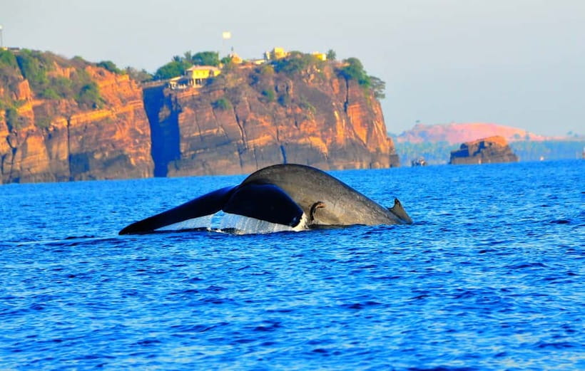 Trincomalee: Dolphin & Whale Watching Boat Tour - A dawn departure from Nilaveli Beach