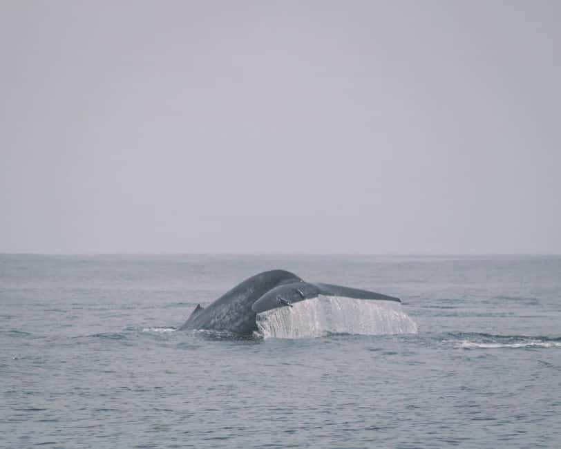 Trincomalee: Dolphin & Whale Watching Boat Tour - Looking for blue whales and sperm whales