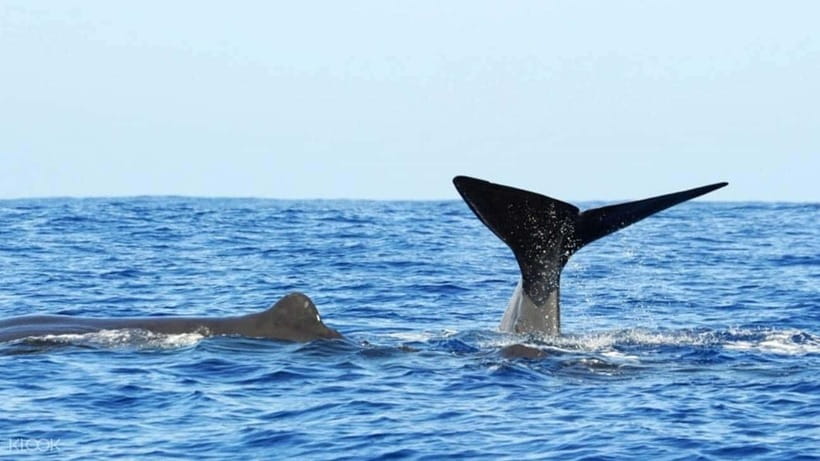Trincomalee: Whale & Dolphin Safari Tour with Expert Guides - Responsible Wildlife Watching at Sea