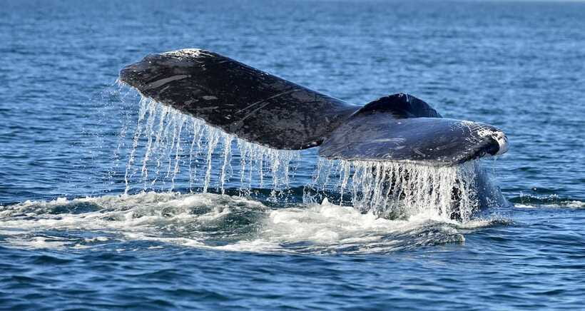 Trincomalee: Whale & Dolphin Safari Tour with Expert Guides - Is the $71 Price Fair?