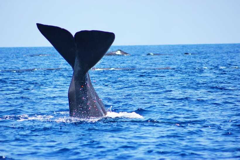 Trincomalee: Whale & Dolphin Safari Tour with Expert Guides - Practical Tips for a Better Morning