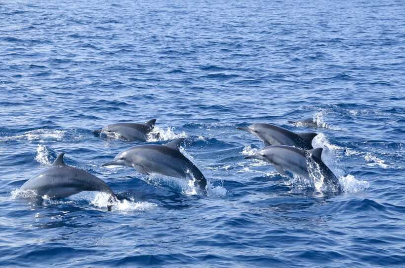 Trincomalee: Whale & Dolphin Safari Tour with Expert Guides - Who Should Book This Trincomalee Safari?