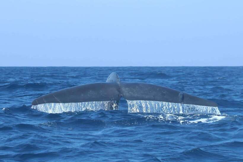 Trincomalee: Whale & Dolphin Safari Tour with Expert Guides - Should You Book It?