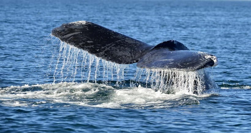 Trincomalee: Whale & Dolphin Safari Tour with Expert Guides - The Chance of Blue and Fin Whales
