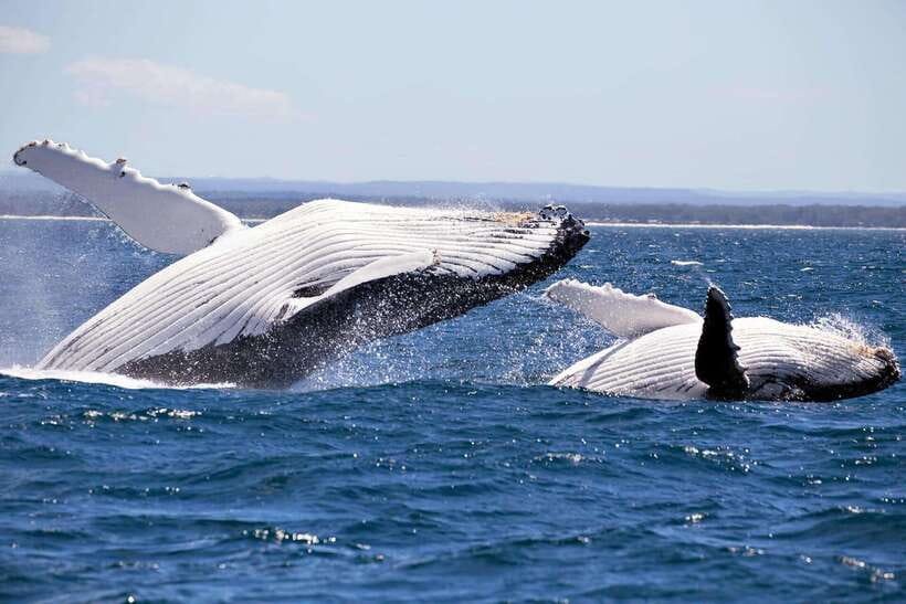 Trincomalee : Whale & dolphin watching +pigeon island tour - Key points at a glance