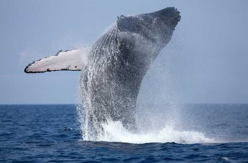 Trincomalee : Whale & dolphin watching +pigeon island tour - Guides, language, and the human side