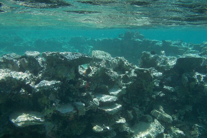 Try Snorkeling in the Sea with the Blue Dolphin Team - Practicing at 1.5 meters before the main swim