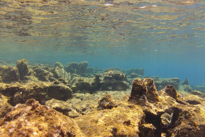 Try Snorkeling in the Sea with the Blue Dolphin Team - Around 60 minutes among fish and invertebrates