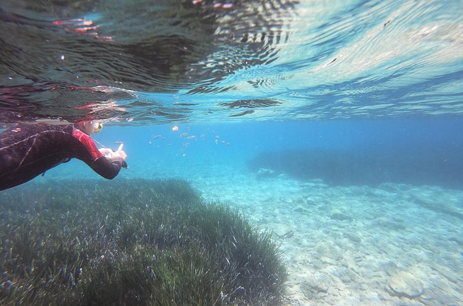 Try Snorkeling in the Sea with the Blue Dolphin Team - Is $42.33 a fair price?