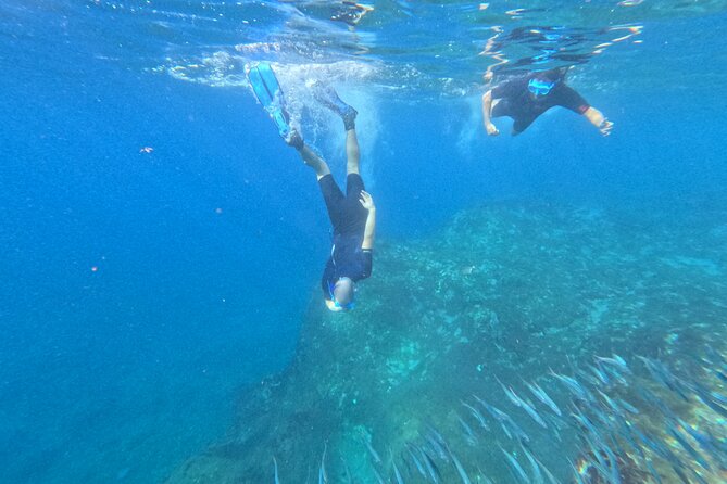 Turtle and Dolphin Watching Kayaking and Snorkeling Tour - Practical details that matter