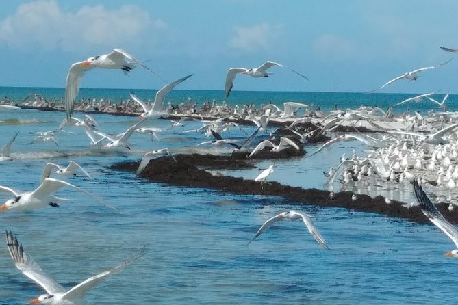 Two-Hour Everglades Dolphin, Manatee and Birding Boat Tour - Starting at Chokoloskee and entering the 10,000 Islands