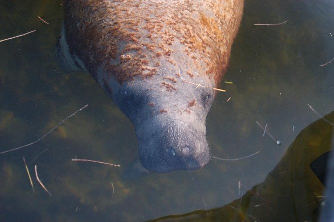 Two-Hour Everglades Dolphin, Manatee and Birding Boat Tour - What the guide adds to the experience