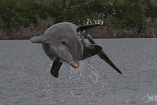 Two-Hour Everglades Dolphin, Manatee and Birding Boat Tour - Boat comfort, sun, and access