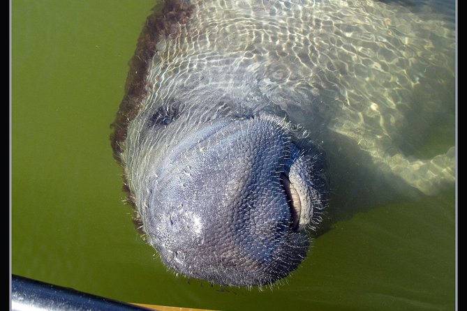 Two-Hour Everglades Dolphin, Manatee and Birding Boat Tour - Weather, cancellations, and changing conditions