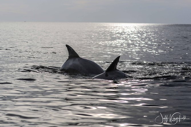 Two-Hour Everglades Dolphin, Manatee and Birding Boat Tour - Birds along the mangroves and shore