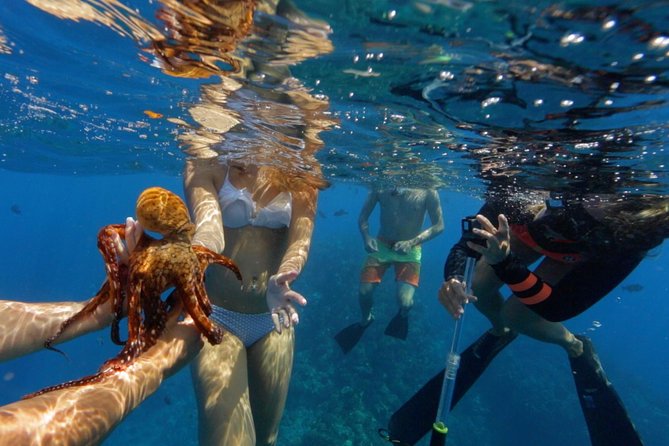 Ultimate 4 Hour Lanai Snorkel and Dolphin Encounter - Dolphins and whales are bonuses, not promises