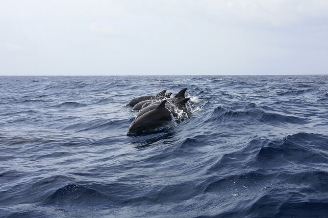 Ultimate Key West Day: Dolphin & Snorkel Combo with Sunset Sail - The four-hour break is the part many people miss
