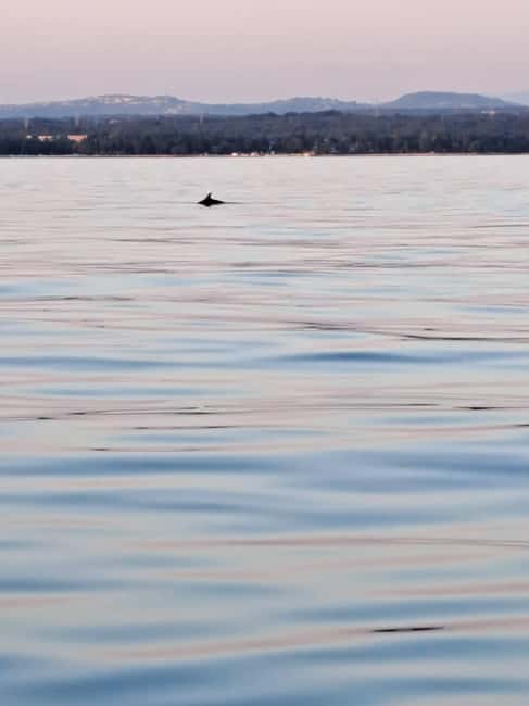 Umag: Dolphinwatching & sunset panorama tour - A moving view of western Istria