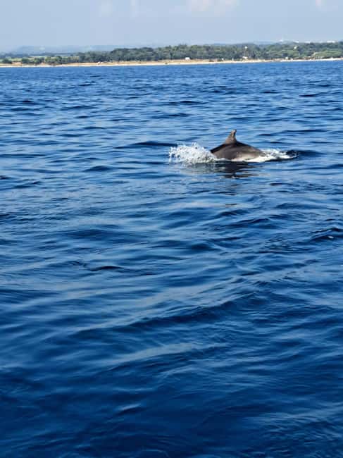 Umag: Dolphinwatching & sunset panorama tour - Passing Savudrija Lighthouse