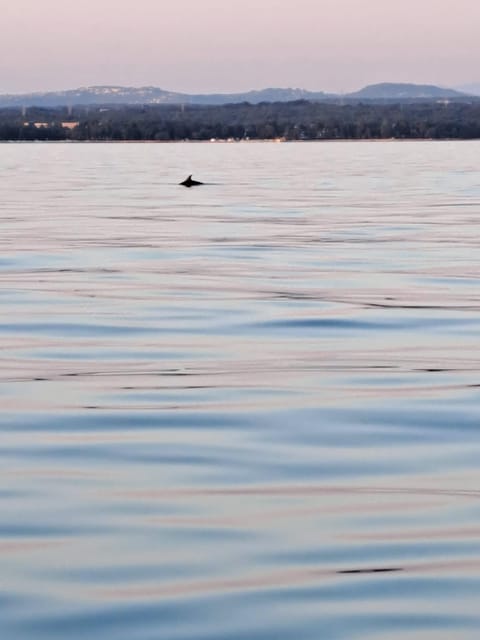Umag: Dolphinwatching & sunset panorama tour - What $41 buys you