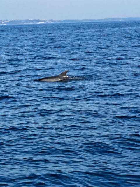 Umag: Dolphinwatching & sunset panorama tour - The strongest part of the experience