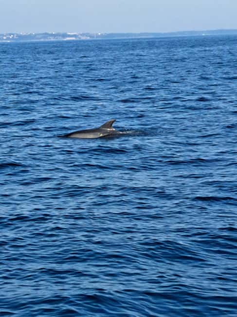 Umag: Dolphinwatching & sunset panorama tour - Should you book the Umag dolphin tour?