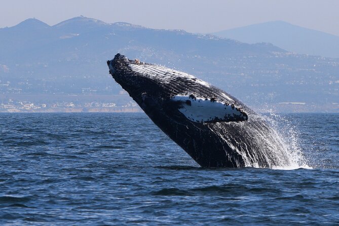 Up Close Dolphin & Whale Watching - Whale Watching Without a Whale Guarantee