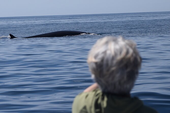 Up Close Dolphin & Whale Watching - Sea Lions, Sunfish, Tuna, and Surprise Sightings