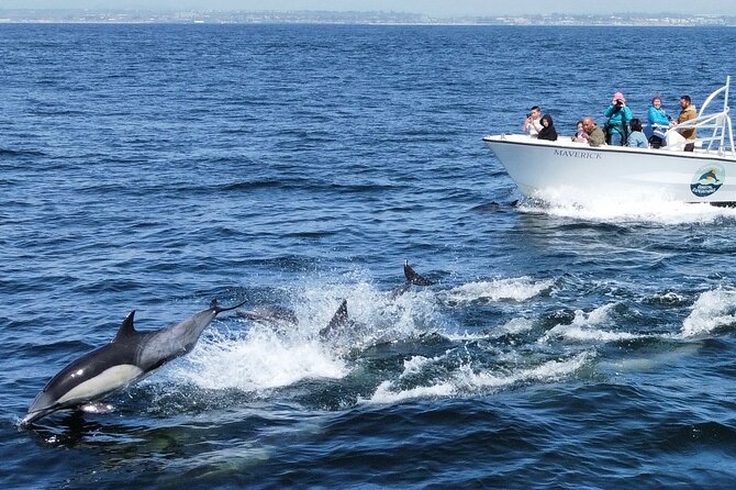 Up Close Dolphin & Whale Watching - What the Captains Add to the Trip