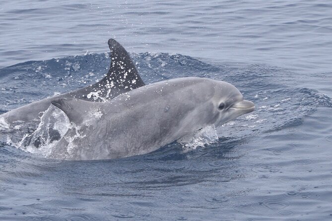 Up Close Dolphin & Whale Watching - Comfort, Weather, and Time on the Water