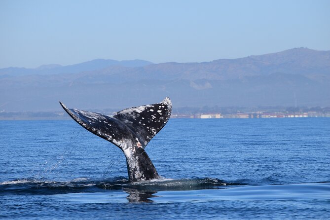 Up Close Dolphin & Whale Watching - Who Should Book This Outing