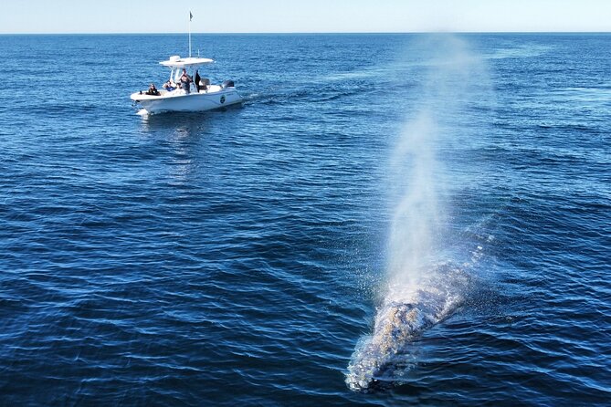 Up Close Dolphin & Whale Watching - Chasing Dolphin Pods Near Oceanside