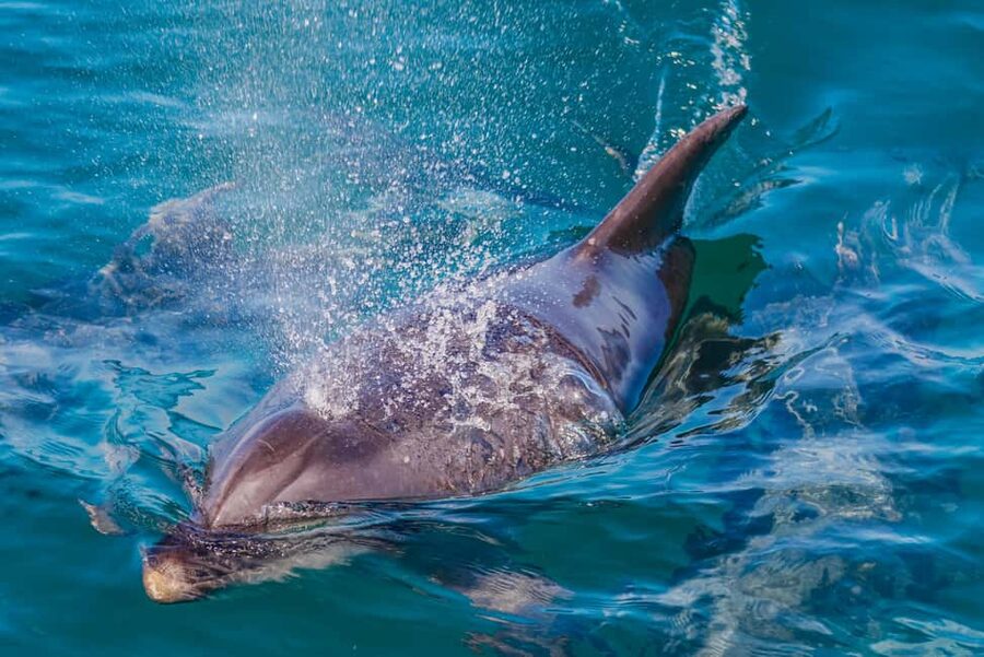 Vilamoura: Boat Tour Dolphin Quest & Marine Life Search - What you might see beside the boat