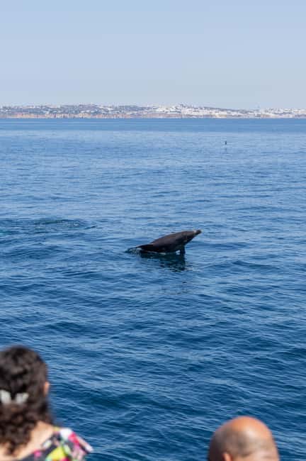 Vilamoura: Boat Tour Dolphin Quest & Marine Life Search - Why responsible wildlife rules matter