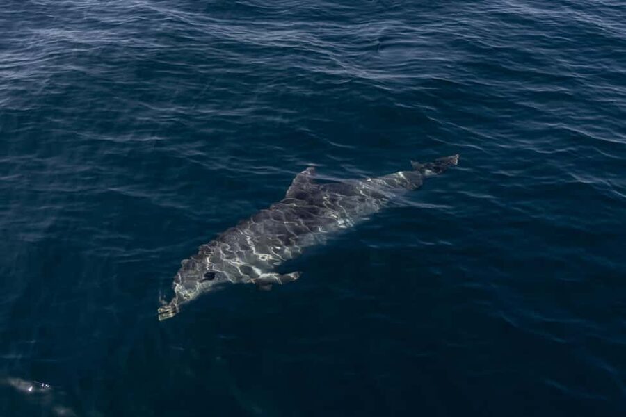 Vilamoura: Boat Tour Dolphin Quest & Marine Life Search - Timing, length, and the price of $47